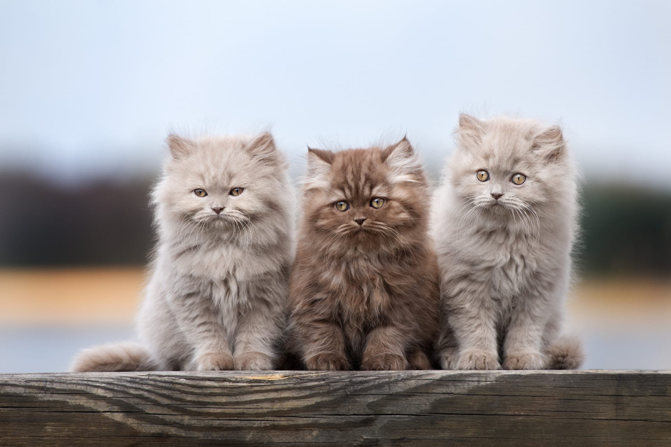Three Cats