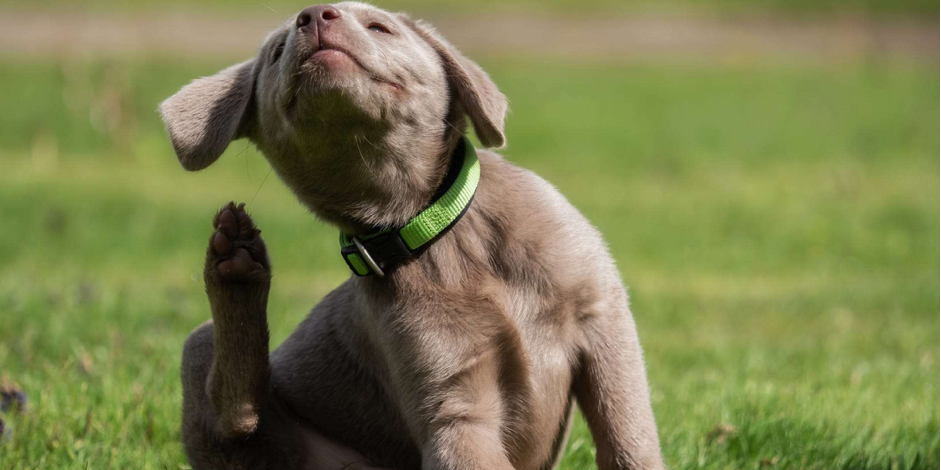 Scratching Pup