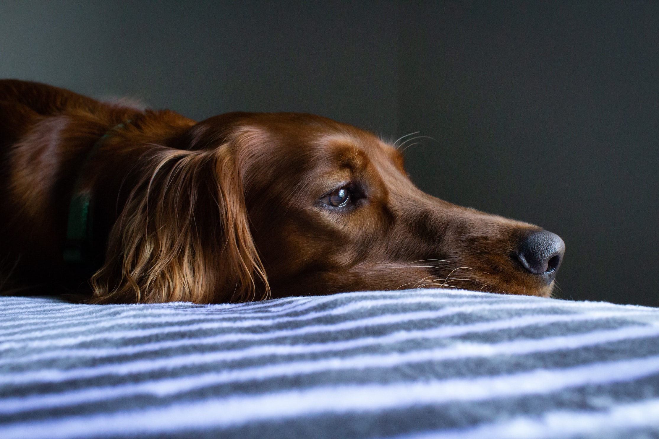 Spaniel resting