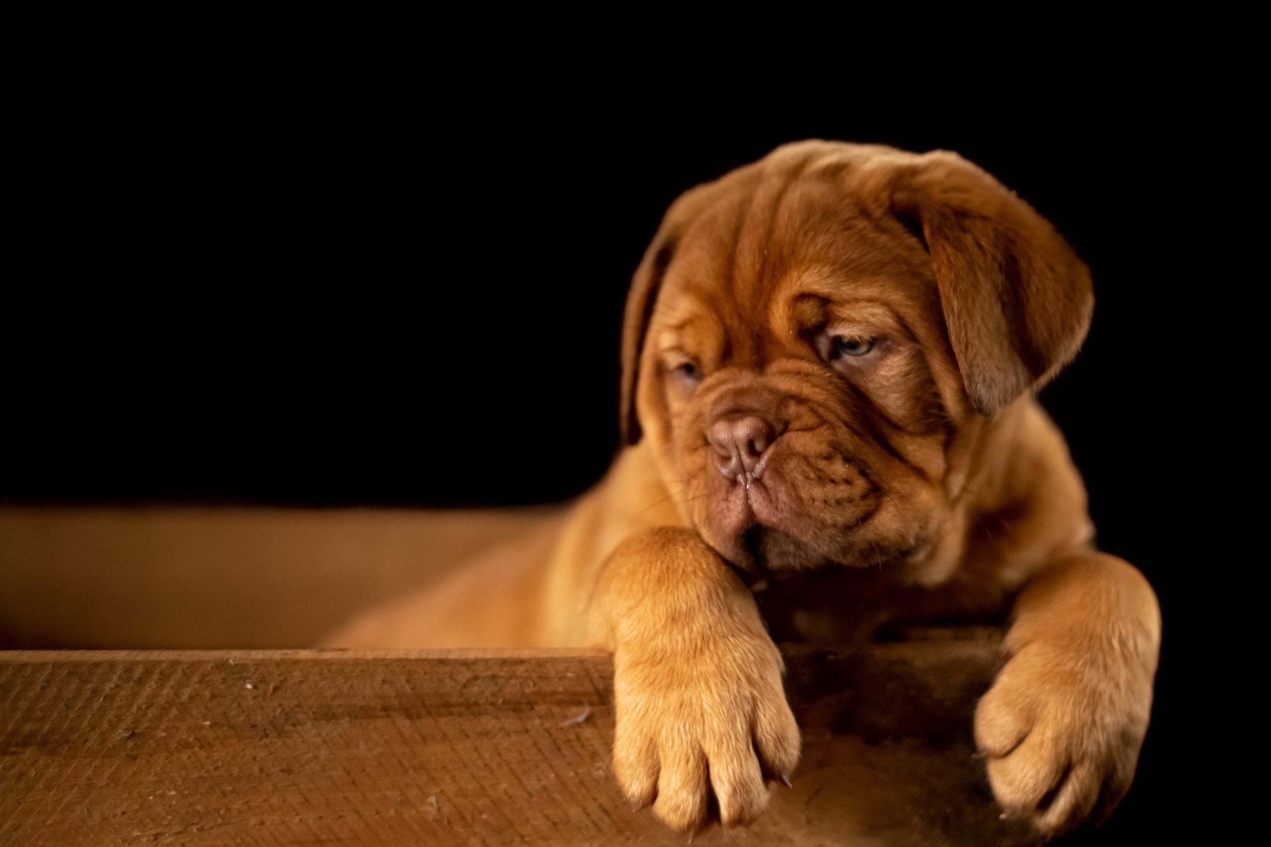 Resting pup